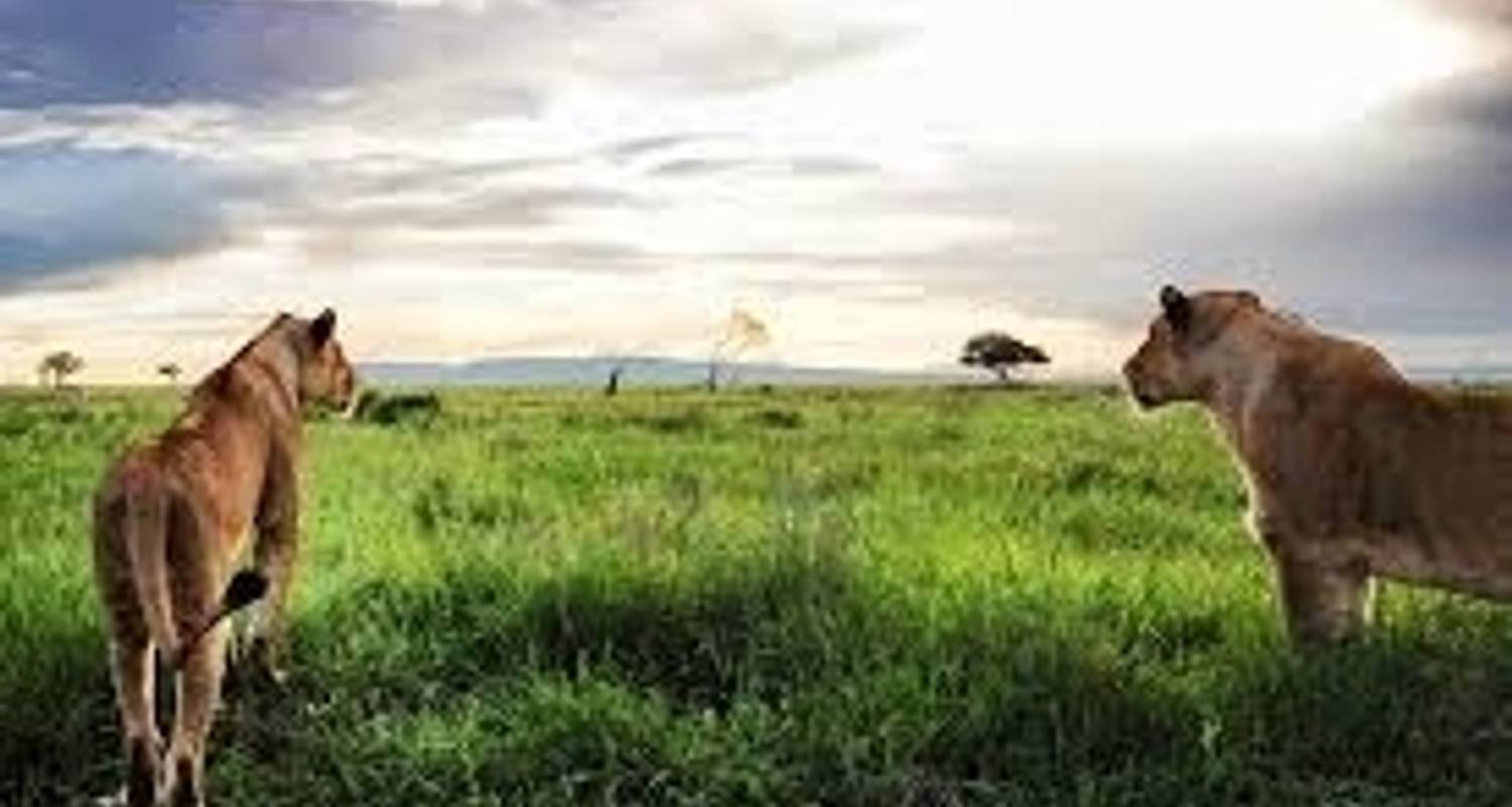 Camping Tours & Trips in Tarangire National Park