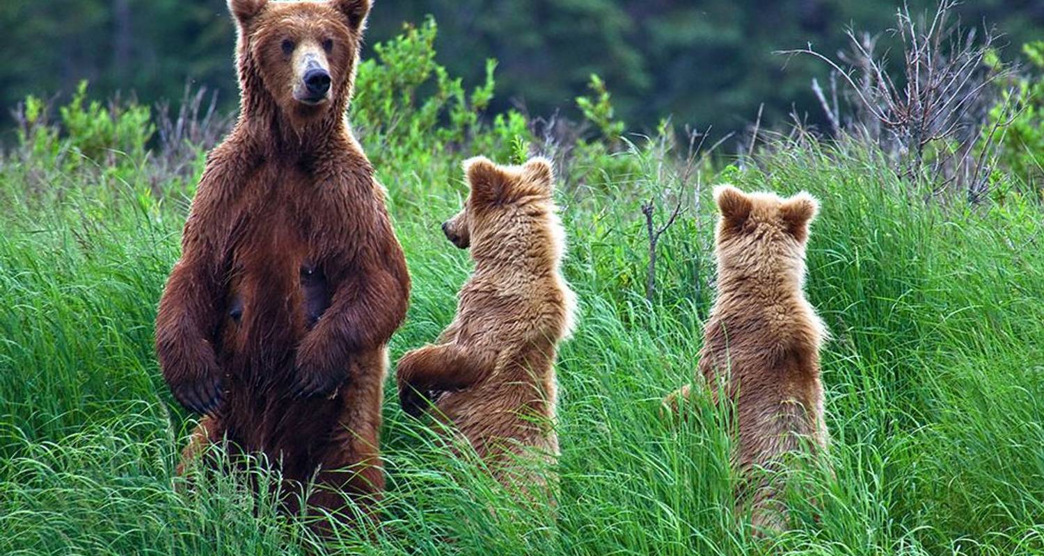 Alaska: Abenteuer von der Tierwelt des Ozeans bis zur Wildnis im Landesinneren (9 Tage) - BrushBuck Wildlife Tours