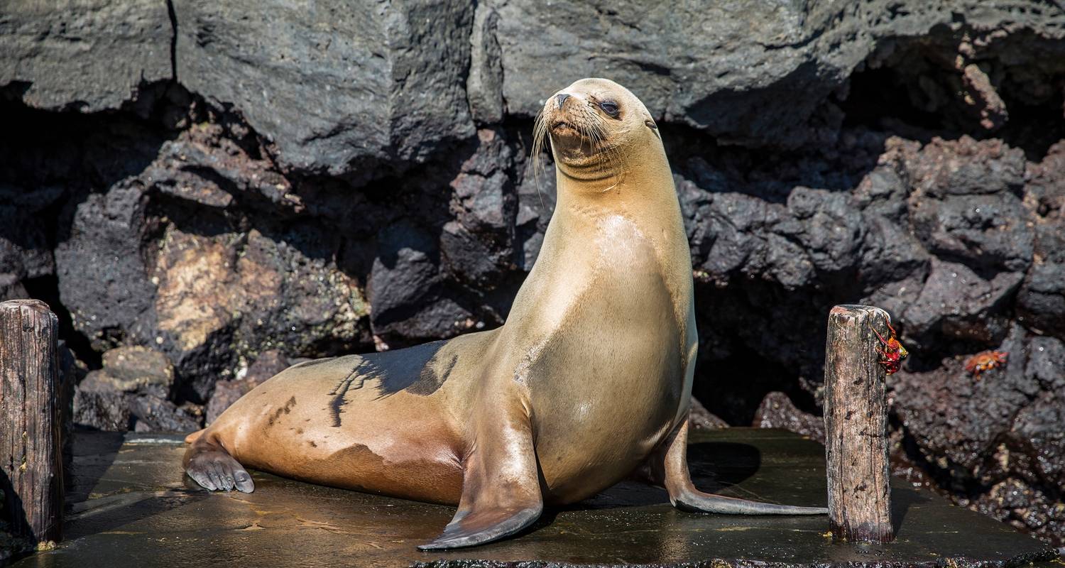 Galápagos — West & Central Islands aboard the Eden - G Adventures