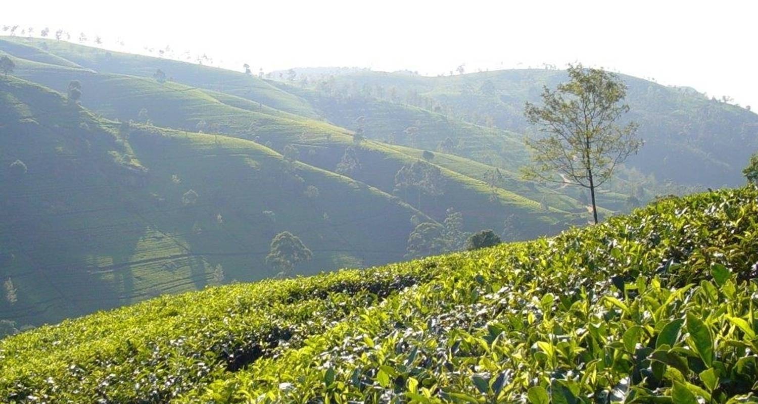 Les incontournables du Sri Lanka, circuit privé - Aitken Spence Travel