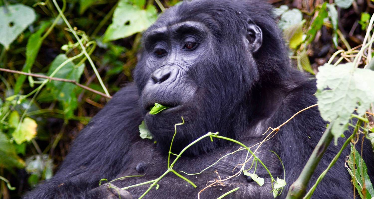 7 Day Gorillas, Wildlife, Lake Bunyonyi and Chimp Trek - Bamboo Ecotours