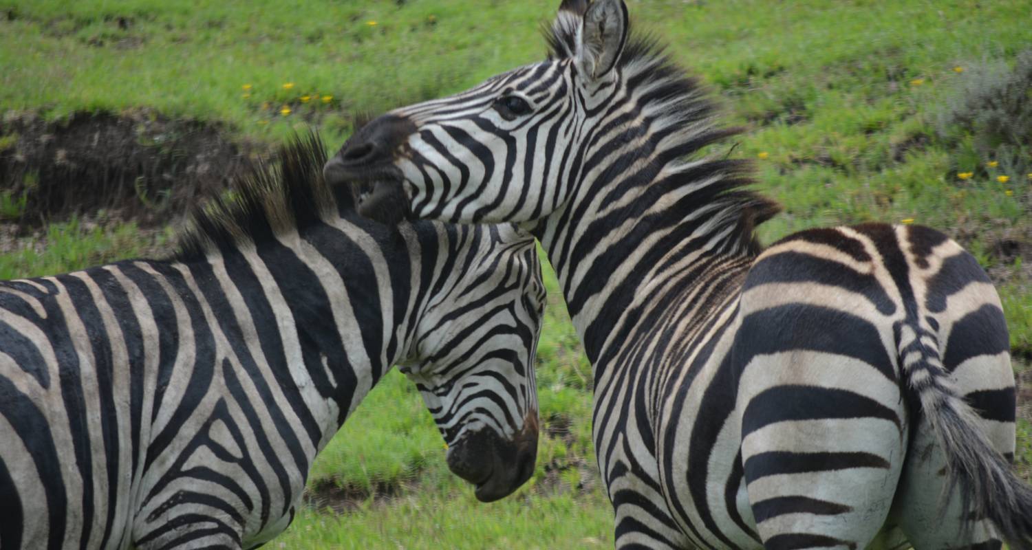 Serengeti und Ngorongoro Krater Safari - Safari Trackers Adventure