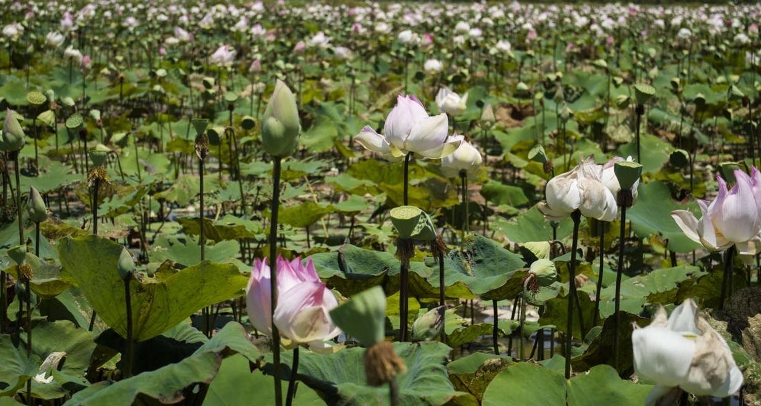 Heart of Cambodia - Explore!