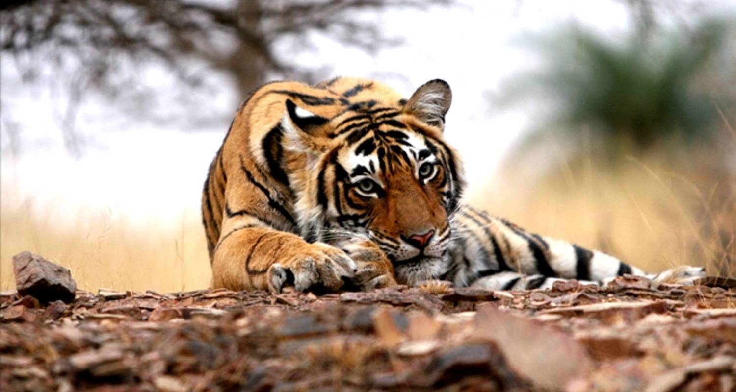 Circuito privado del triángulo de oro con Ranthambore desde Delhi - Raj Tour & Travel