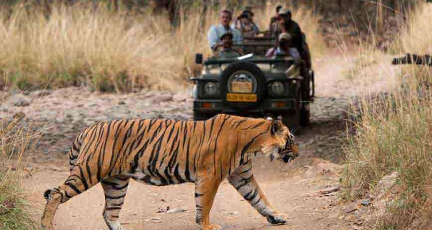 Private Golden Triangle Tour with Ranthambore from Delhi by Raj Tour ...