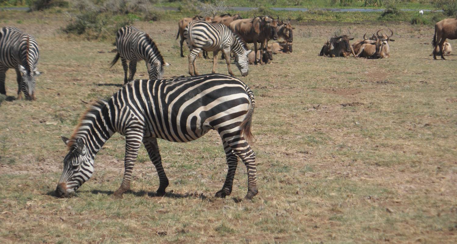 Safari en campamento de 7 días en Bd Manyara, Serengeti y Ngorongoro - LUESA Travel & Tours