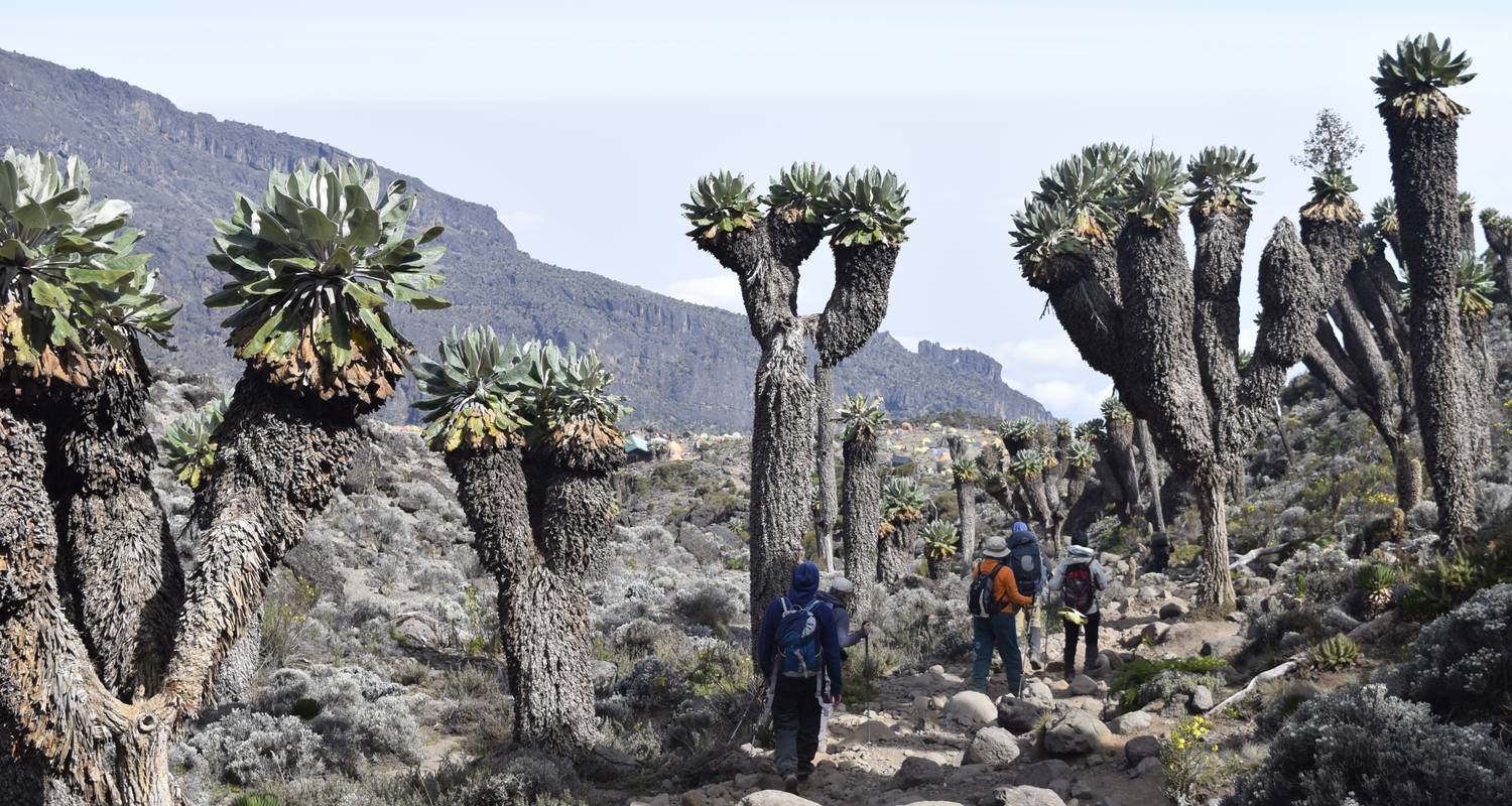 Kilimanjaro Climb -Machame Route 7 Days 6 Nights - Migration Venture Africa 