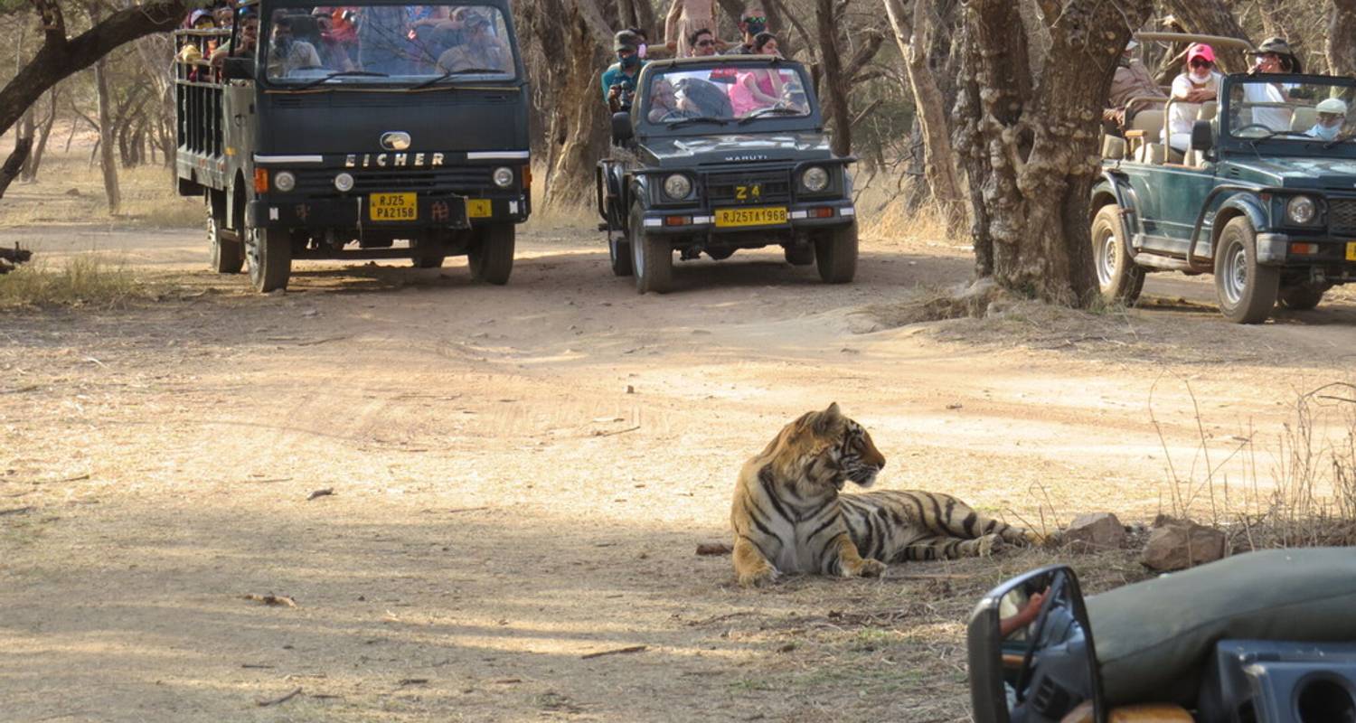 Taj Mahal y Tigres - Viaje al Triángulo de Oro de la India con Ranthambore 7 días - Creative India Journey
