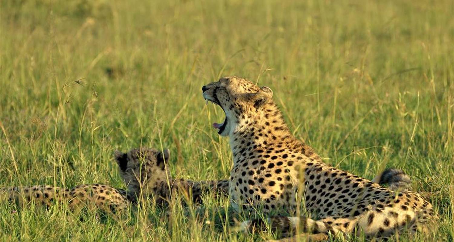 7 Days Luxury Kenya Safari by Royal Private Safaris (Code: RPS06
