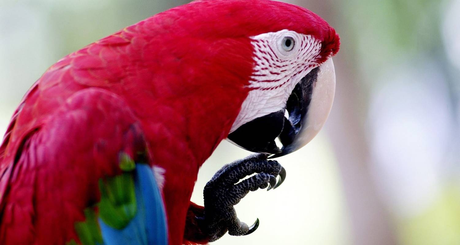 Nachhaltiges Abenteuer im Amazonas-Regenwald - Nattrip