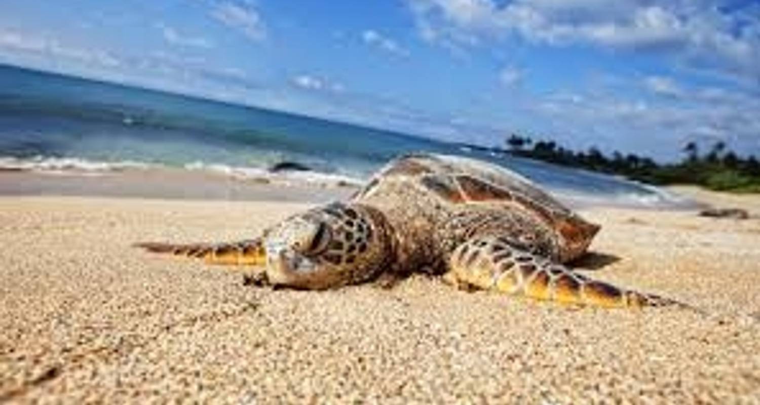 Sri Lanka Beach Tours