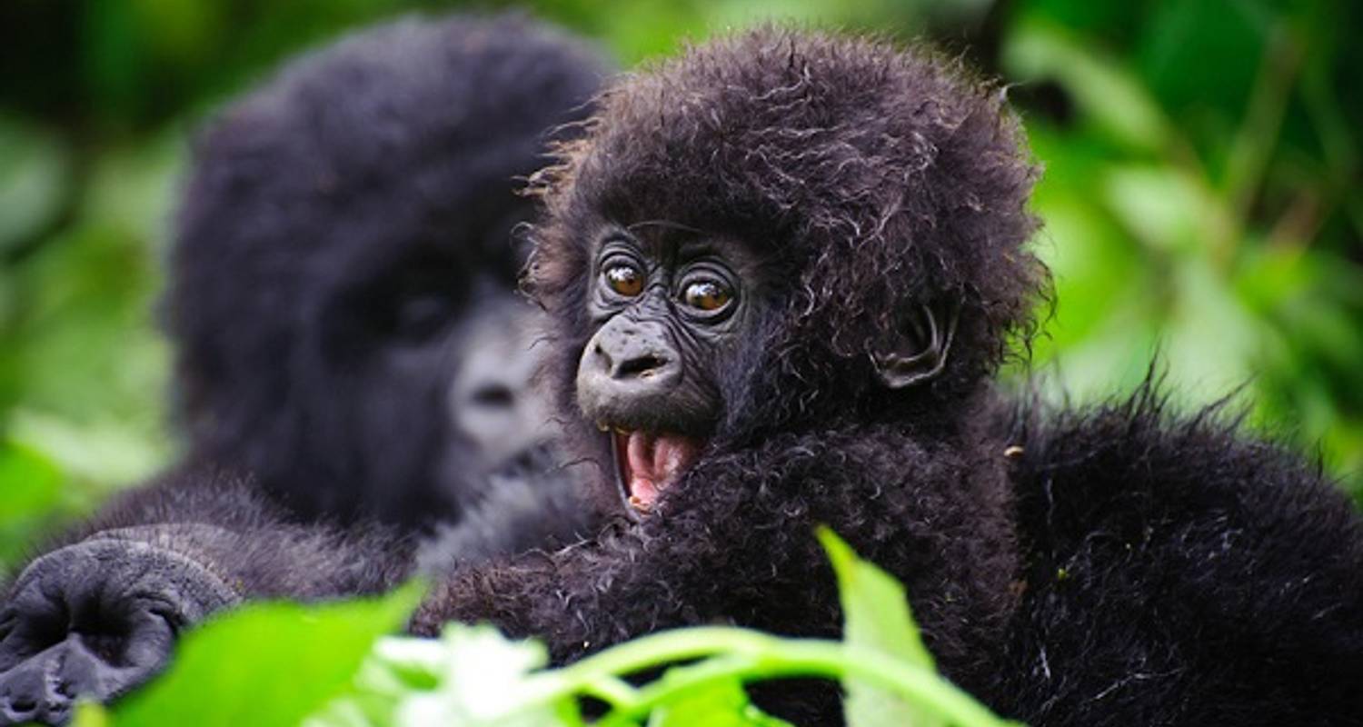 Фото обязаны. Карликовая горилла. Веселые животные. Кудрявая обезьяна. Детеныш гориллы.