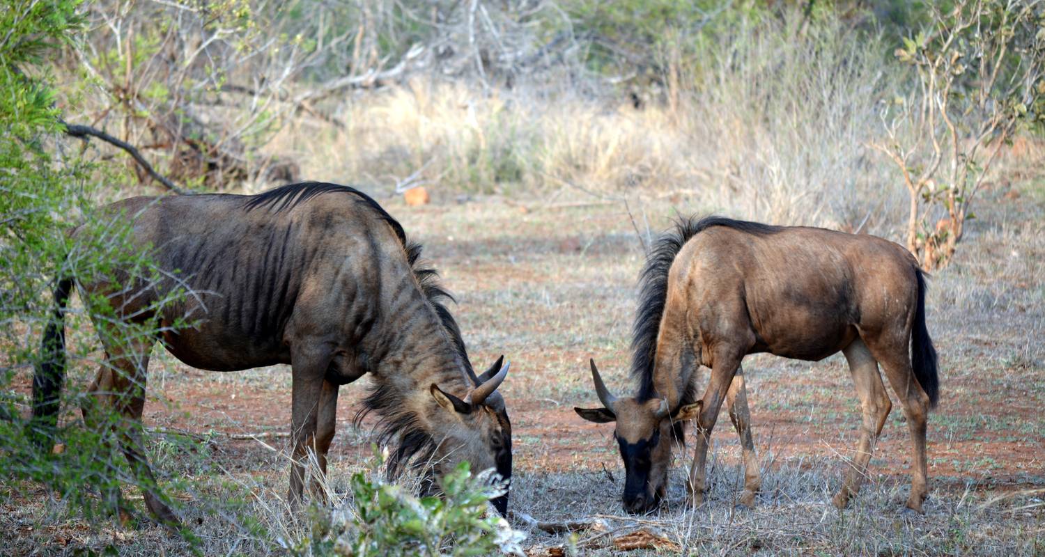 Kruger Nationalpark: Big 5 Safari & Panorama-Route - 5 Tage - The Mzansi Experience