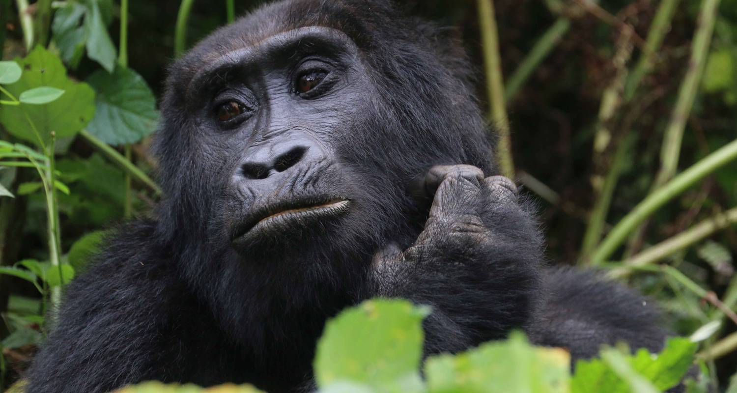 10 Days Adventuring the Primates and Wildlife of Uganda - Private tour for 2 person - Shoebill Safaris 