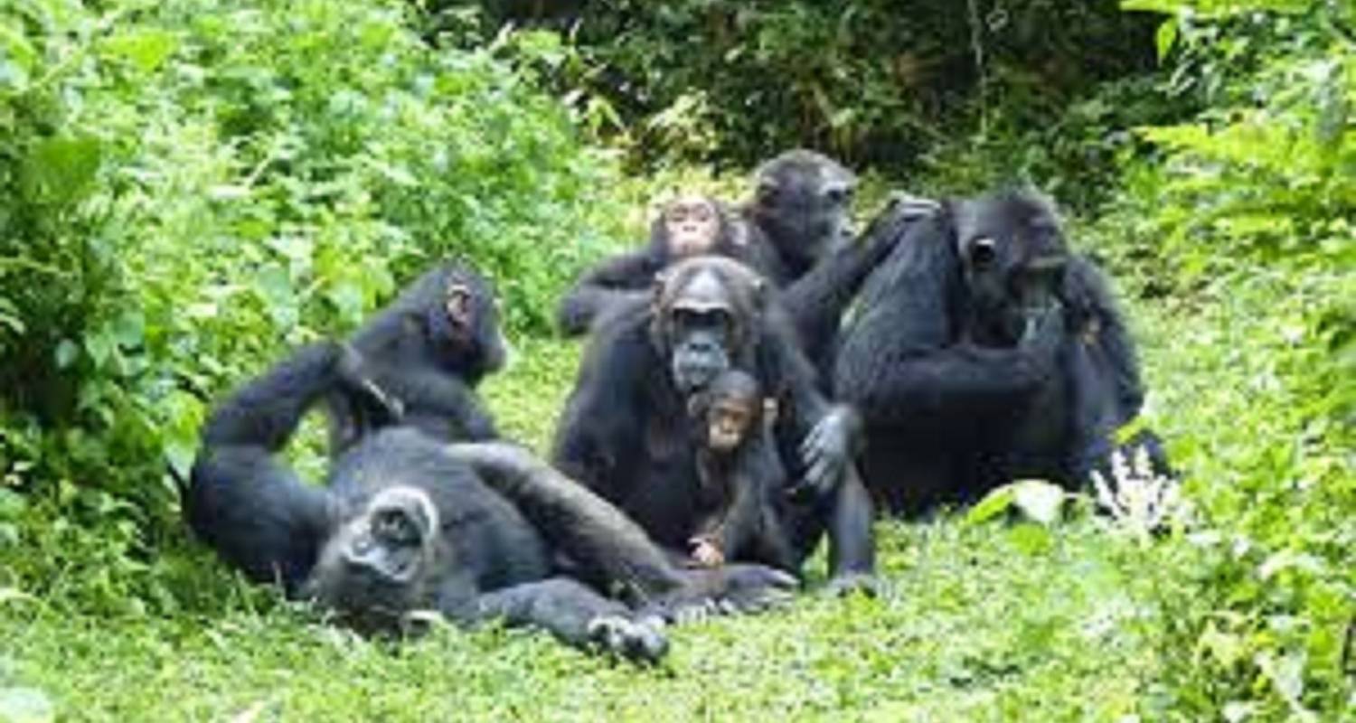 8-Day Rwanda’s Nyungwe, Lake Kivu & Gorillas - Golden Rwanda Safaris Ltd