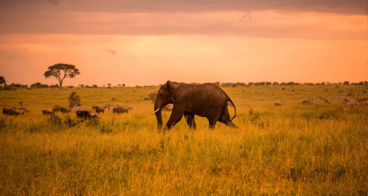 Serengeti Safari & Zanzibar - G Adventures