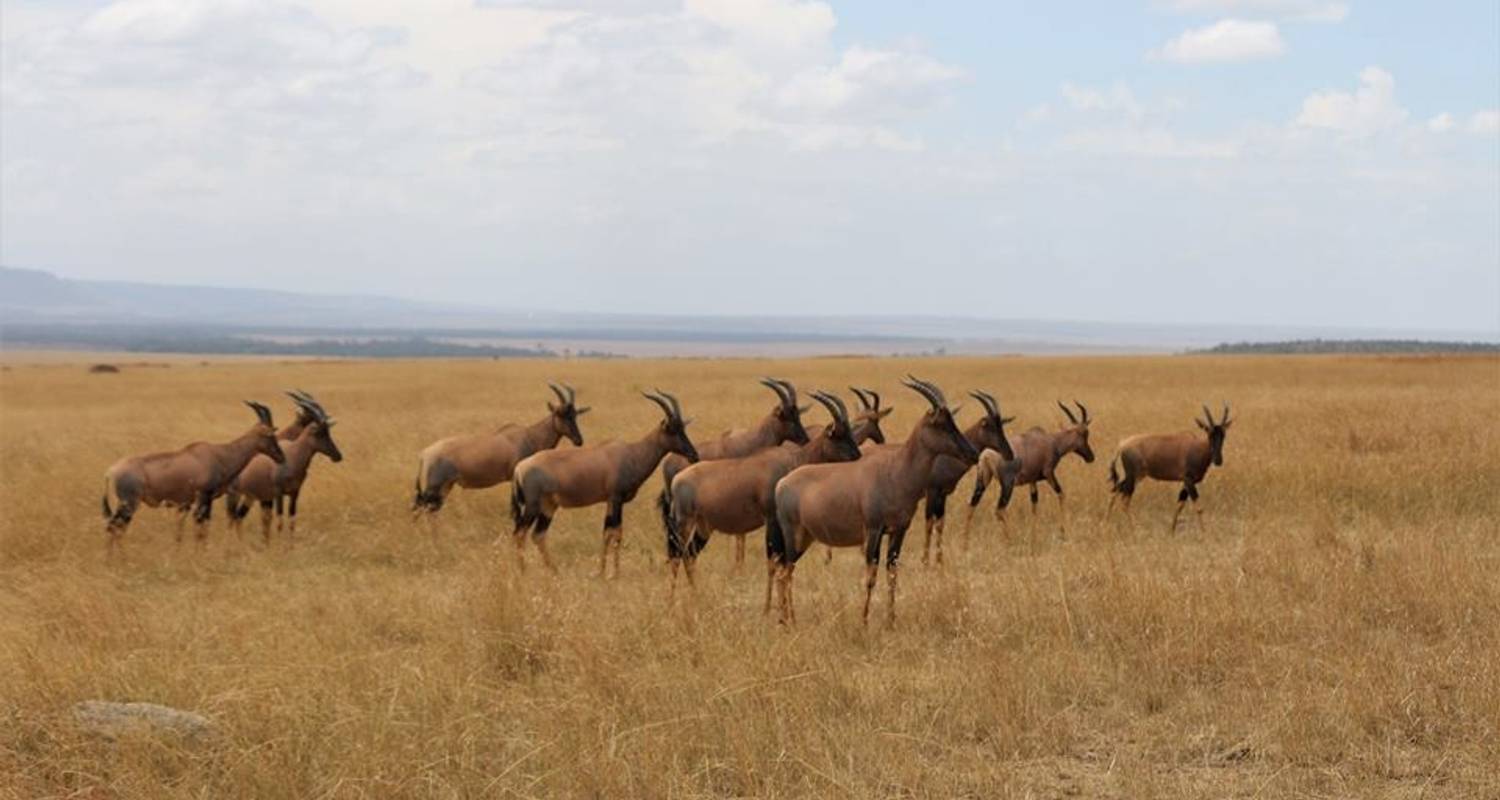 5 dagen Kenia Luxe Safari  – Sarova Lodges - Royal Private Safaris