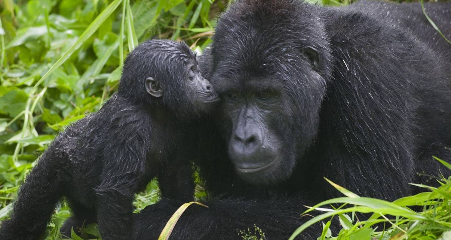 5-Day /4 Nights  Rwanda Gorilla & Lake Kivu Tour - Golden Rwanda Safaris Ltd