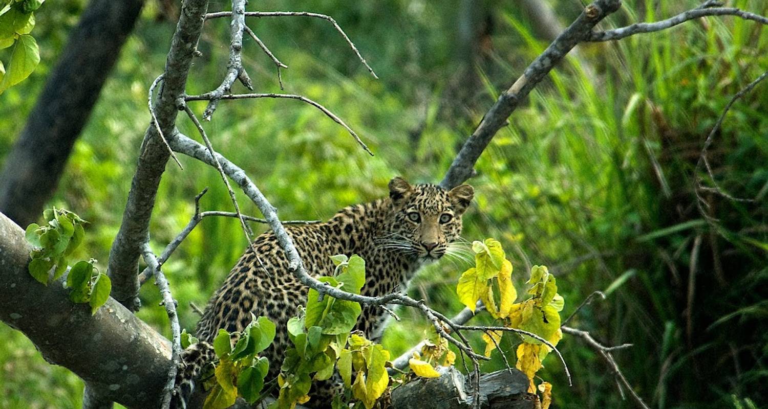 Chitwan National Park Tours & Trips