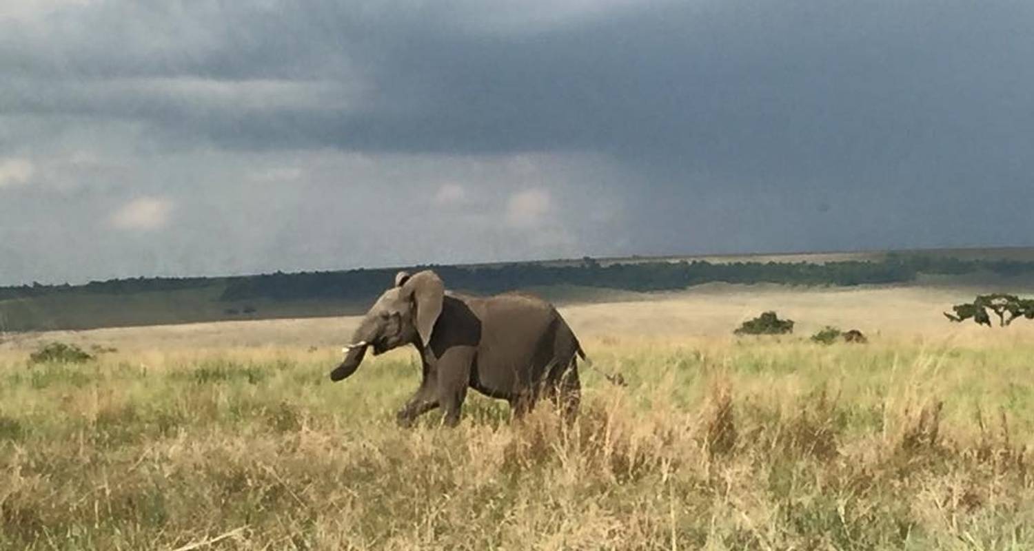 Safari dans le Masai Mara - Ashnil Camp - 5 jours - Royal Private Safaris