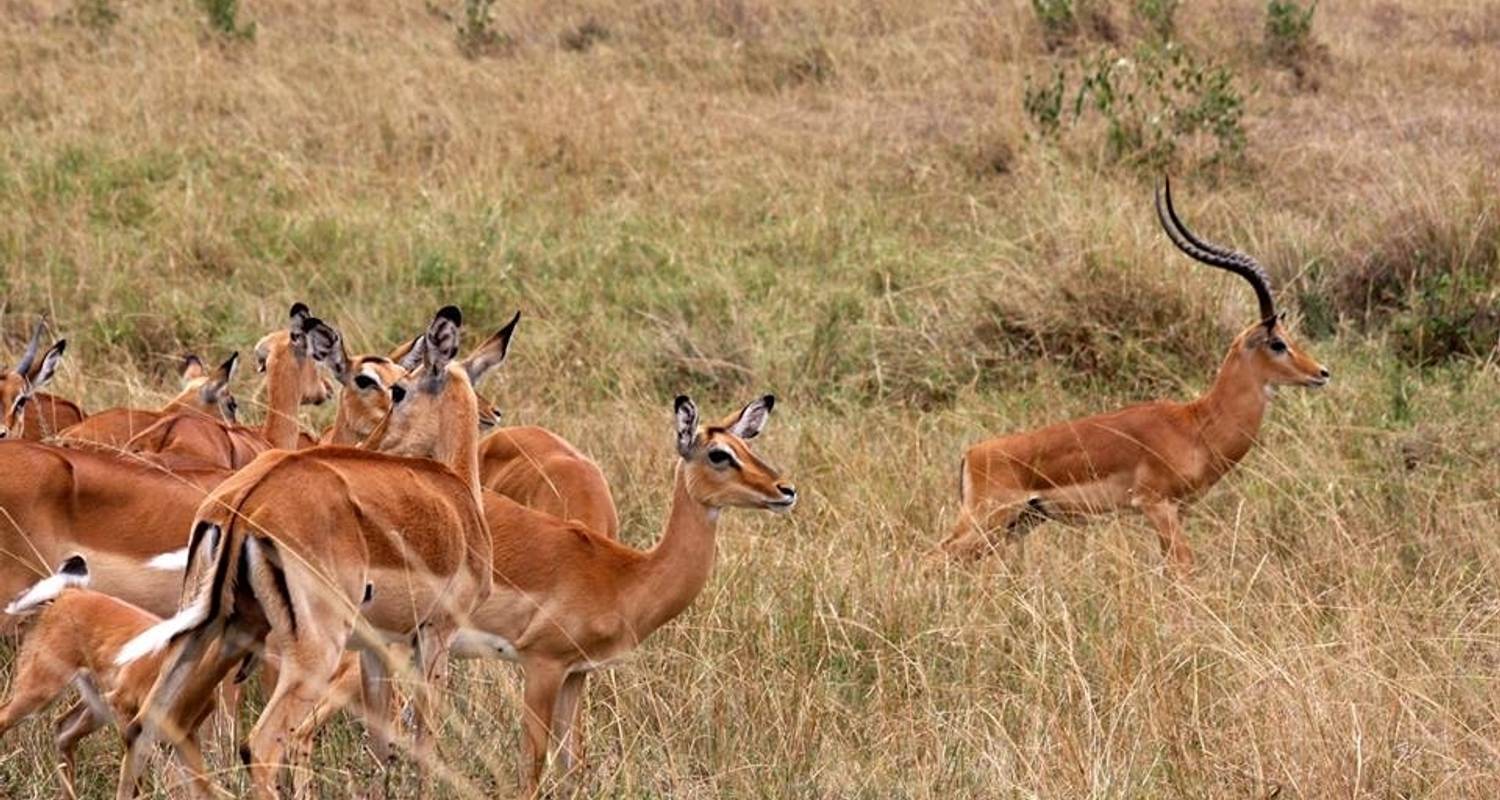 6 dagen Thorn Tree Luxe Kenia Safari - Royal Private Safaris