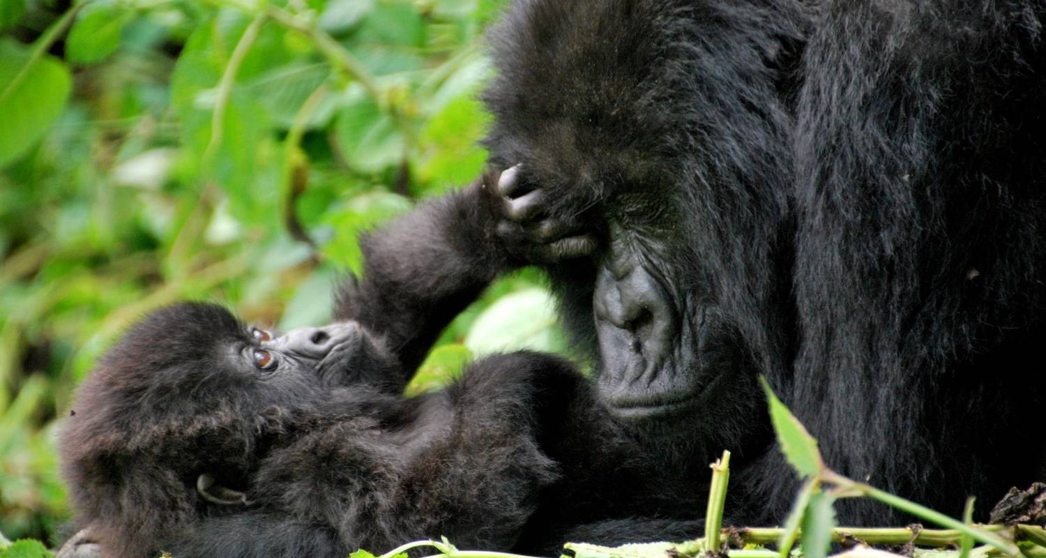 Ruanda & Uganda Gorilla Trekking 4 Tage - Safari 2 Gorilla Tours (U) Ltd