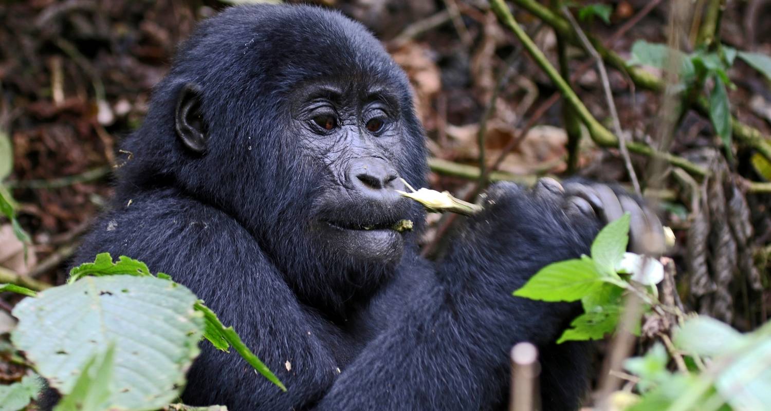 Personalized Tours & Trips in Gorilla Trek