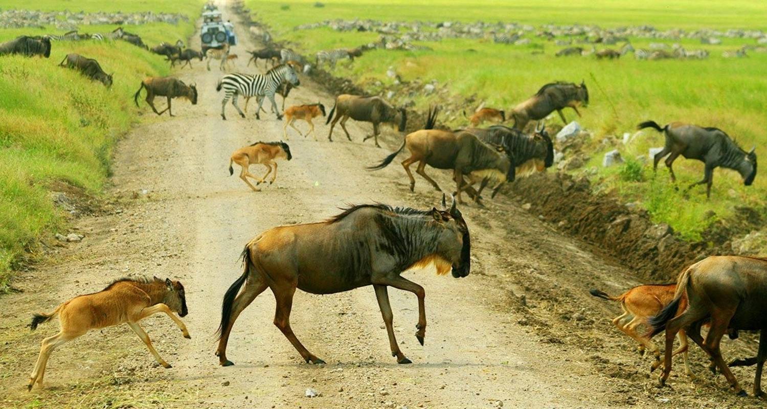 Safari de 7 jours sur la migration du Serengeti - Exodus African Safari