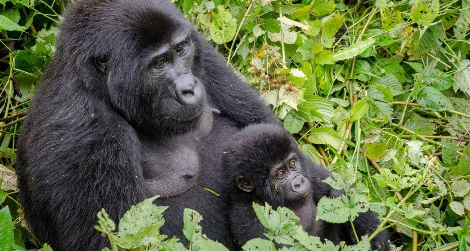 5 Days Uganda Primates Safari - Inspire African Safaris