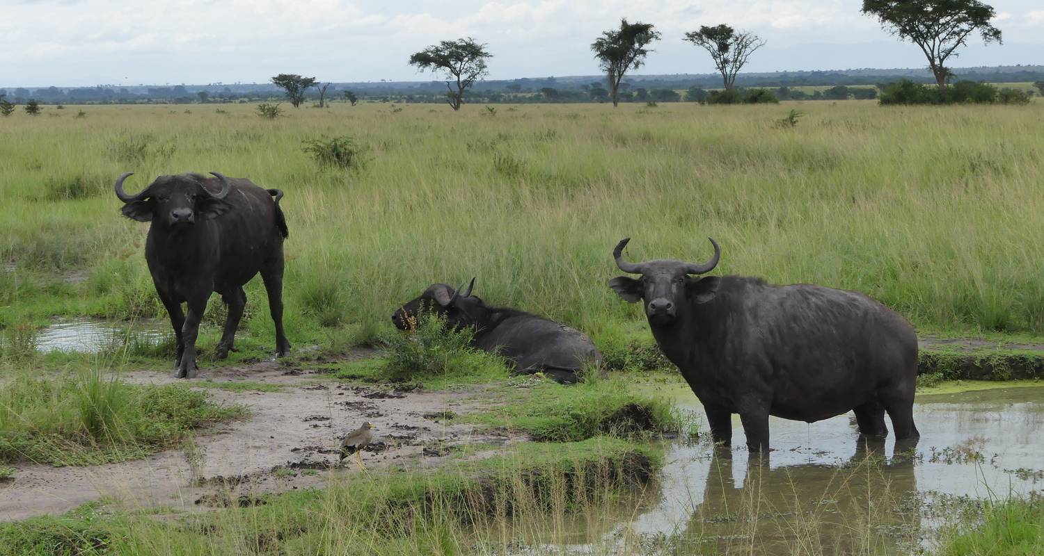 3 Days Tour to Queen Elizabeth National Park - Inspire African Safaris