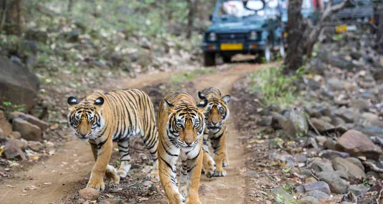 Triangle d'or avec les tigres de Ranthambore et le Taj Mahal au coucher et au lever du soleil - 6 jours - Agra Trip