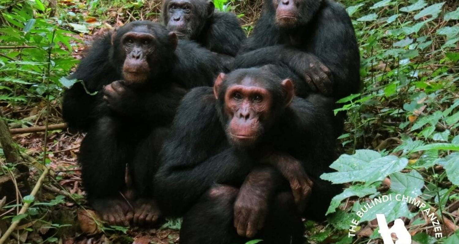 3 jours de visite de la forêt de Nyungwe avec suivi des chimpanzés et promenade dans la canopée. - Rwanda Travel