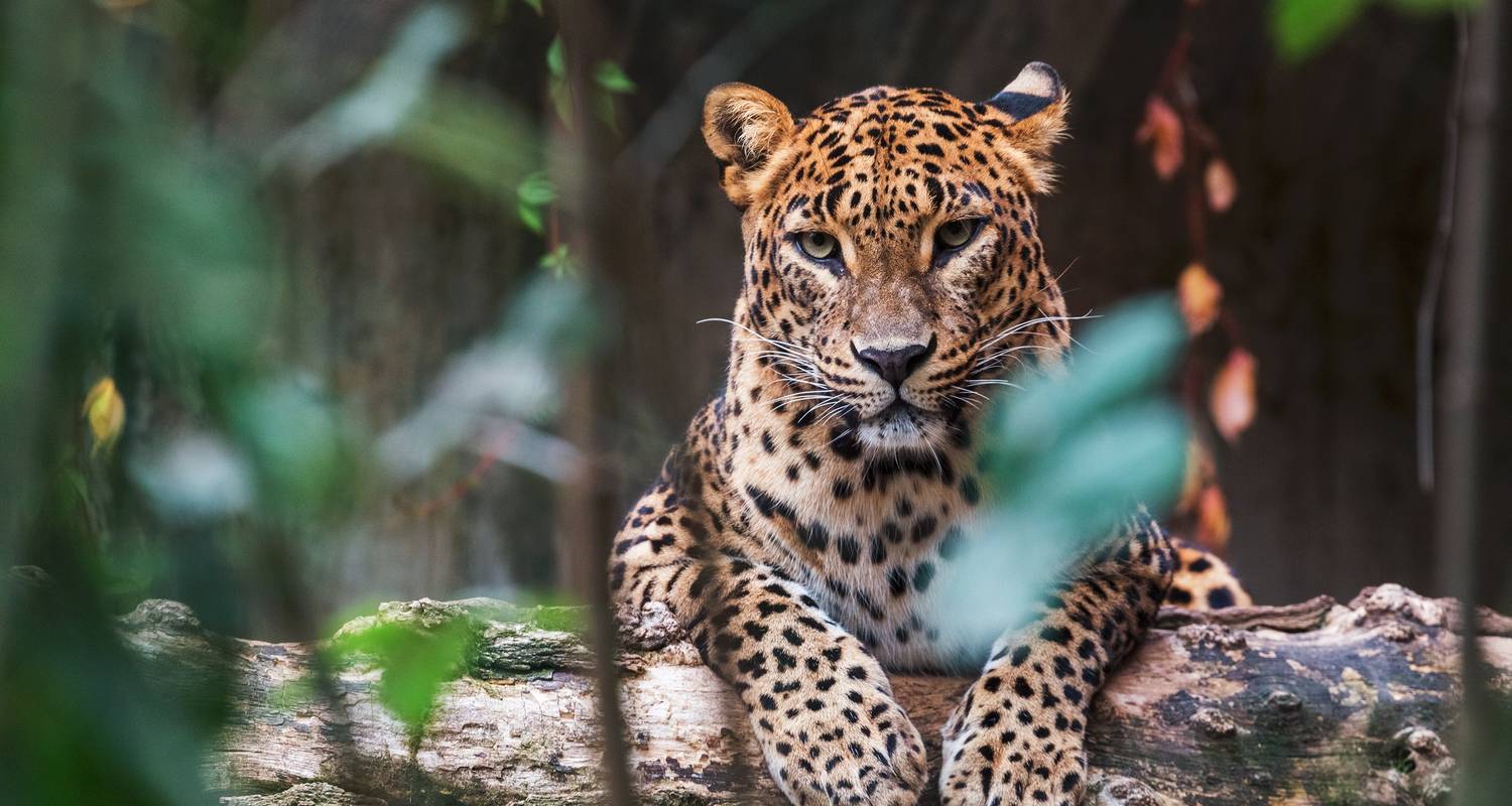 Rundreise Sri Lanka Natur & Tierwelt (Kostenloses Upgrade Private Tour für zwei zahlende Kunden oder mehr verfügbar) - Acme Travels Sri Lanka 