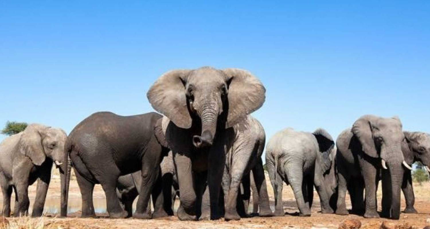 Addo Elephants - Garden Route -   Winelands   (6 Days) - Explore South Africa