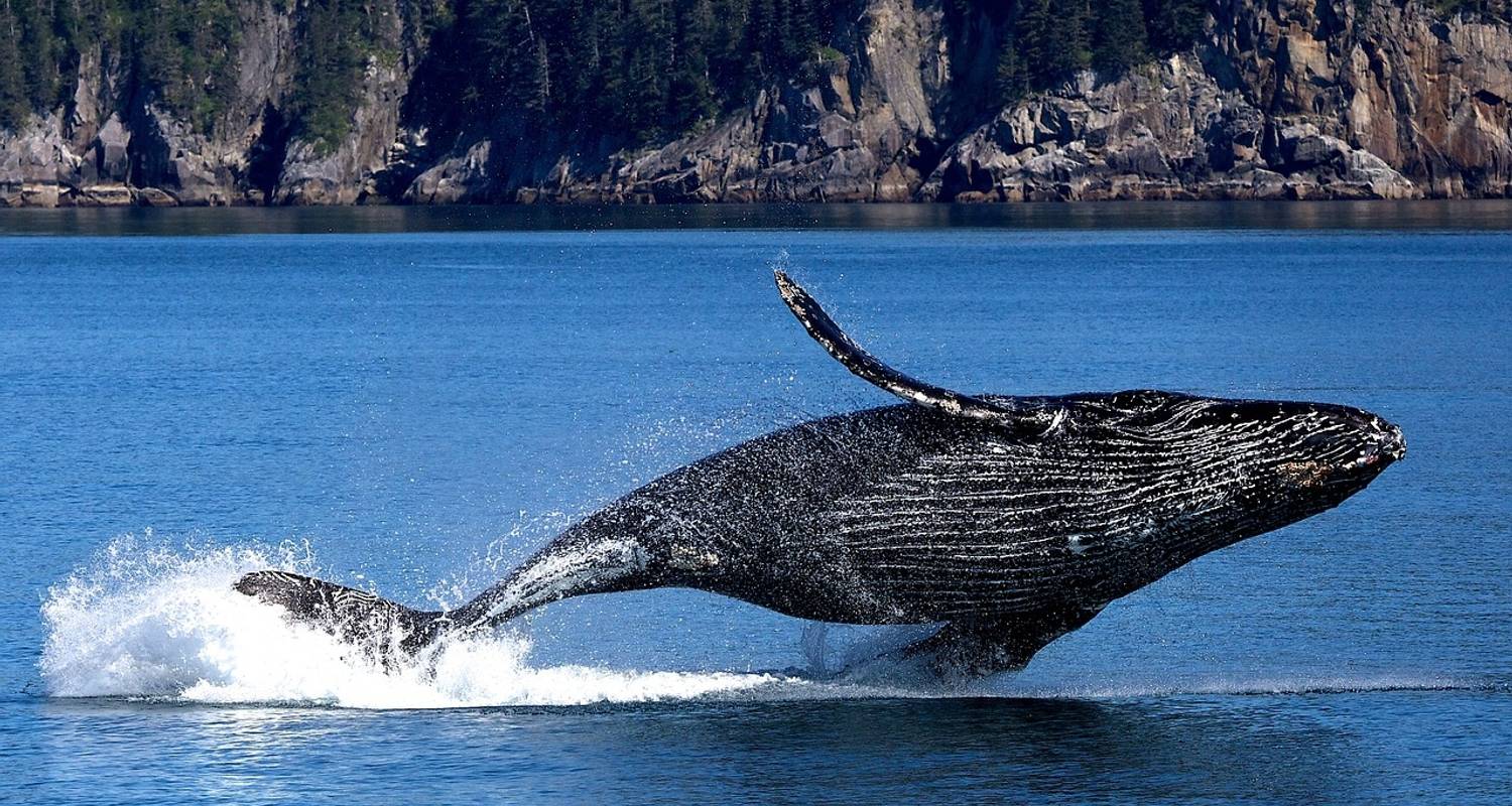 De wieg van de grijze walvis - Aventuras México Profundo