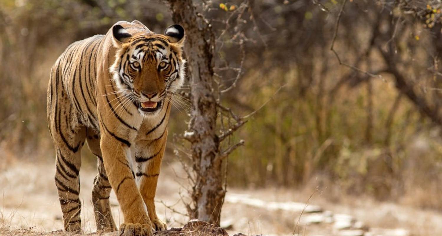 Goldenes Dreieck mit privater Ranthambore Dschungelsafar - 7 Tage -  Taj Voyages Tours 