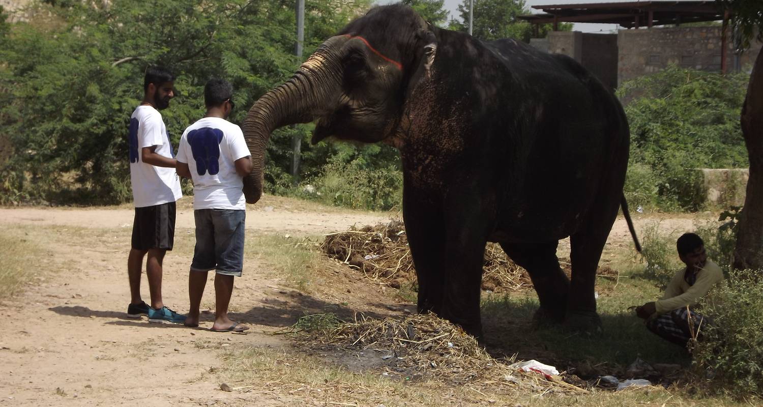 Volunteer Elefanten Erlebnis mit Jaipur Rundreise und Aufenthalt in einer indischen Familie 4 Tage - Volunteering With India