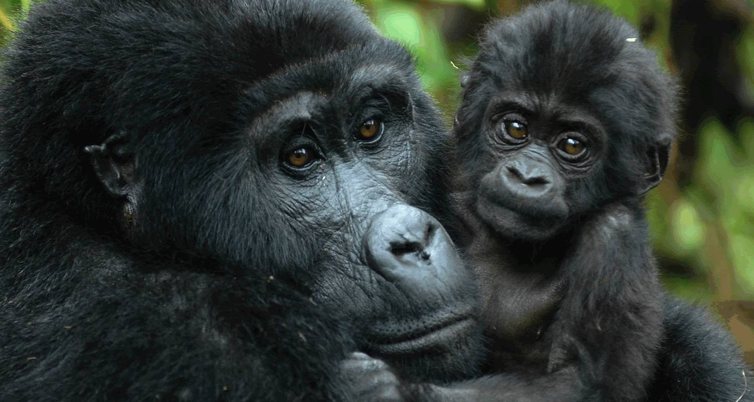 Gorilla Tracking & Batwa exploration safaris - Inspire African Safaris