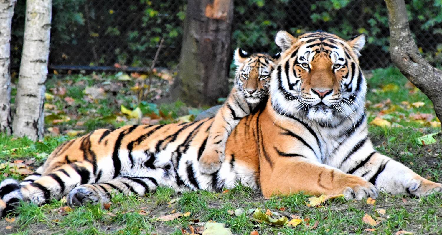 Viaje al Triángulo de Oro con Ranthambore (Tigres y Amanecer/Puesta de Sol del Taj Mahal) - 8 días - Joyful Holidays