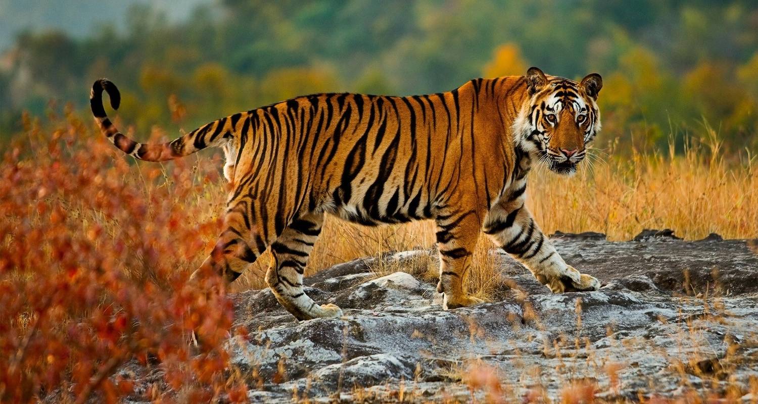 Private 4 Days Tiger Safari and Taj Mahal Tour from Delhi