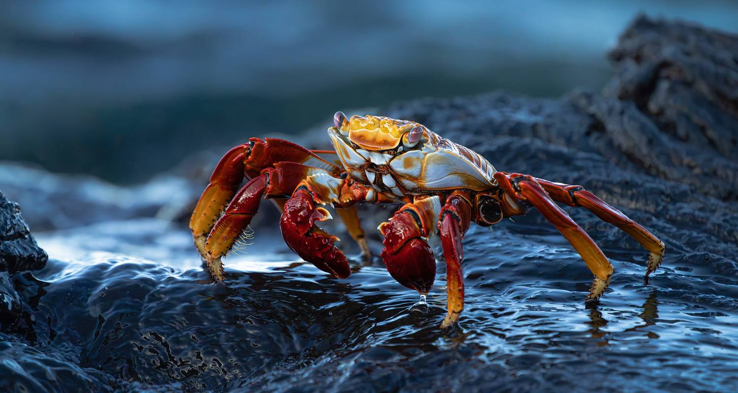 Galapagos Outdoors 9 Days Tour - GUIDEcuador Travel