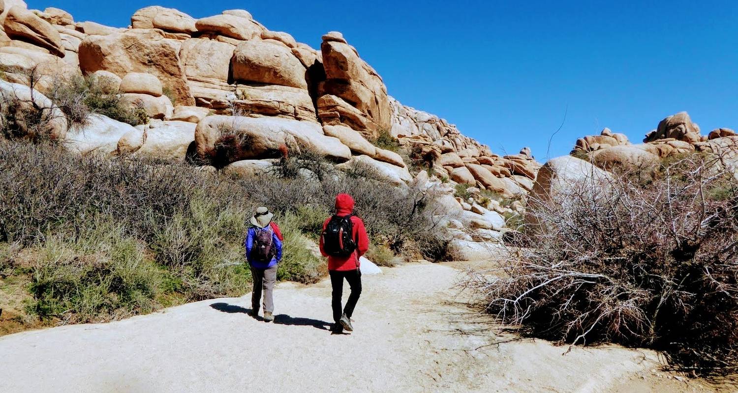 Parc national de Joshua Tree - Timberline BH Adventures