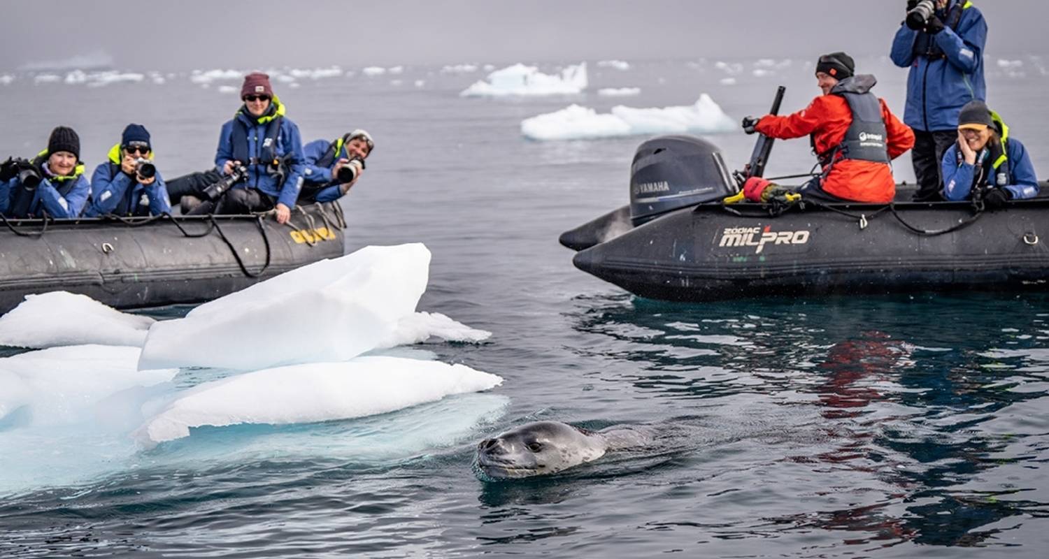 Best of Antarctica: Whale Journey (Ocean Endeavour) - Intrepid Travel