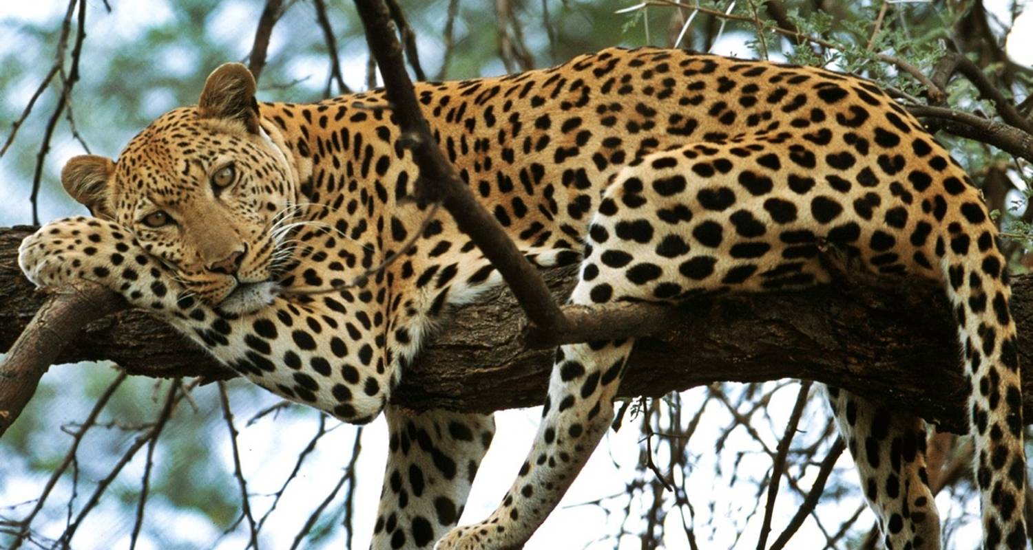 Kruger Nationalpark Big 5 Safari - 3 Tage - The Mzansi Experience