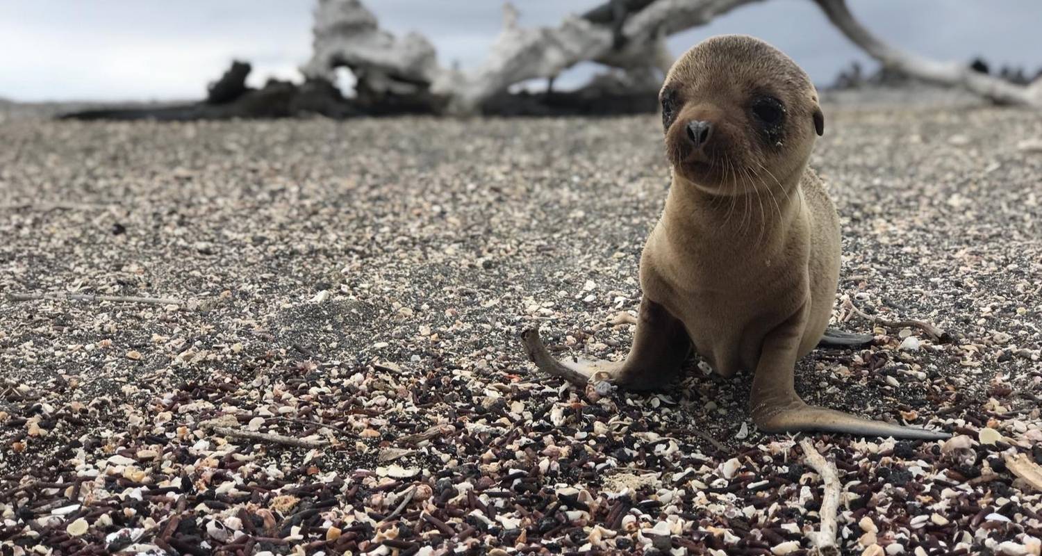 Tesoro oculto de 17 días Ecuador y Galápagos - Rebecca Adventure Travel