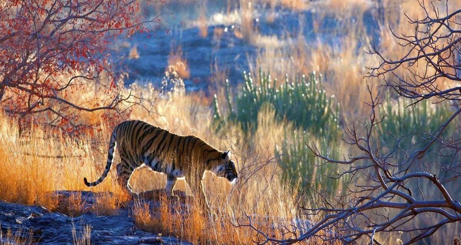 Tigersafari in Indien - YatraExotic