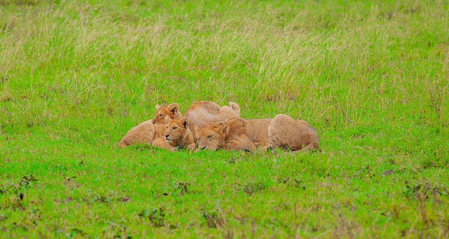 Best of Tanzania 9days  Luxury safari  Package