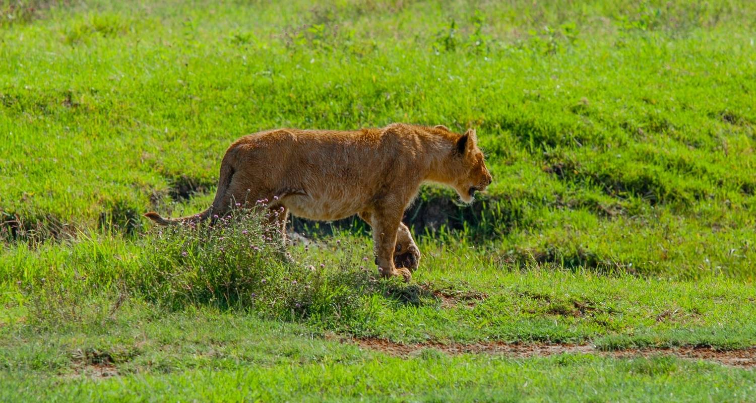 Wildebeest Migration zur Kalbungszeit Safari - Zara Tours (Zara Tanzania Adventures)