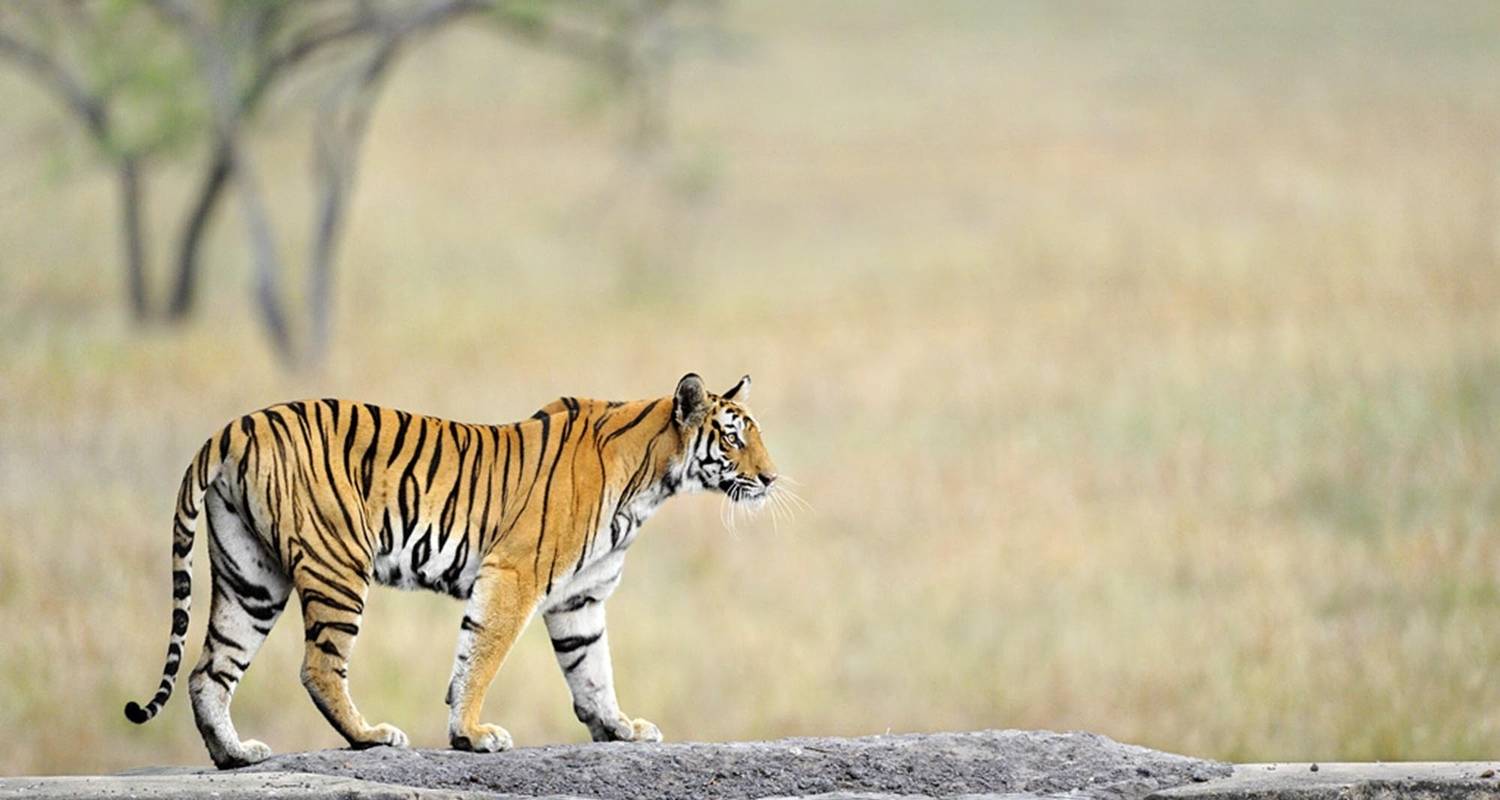 Bandhavgarh National Park Tours & Trips