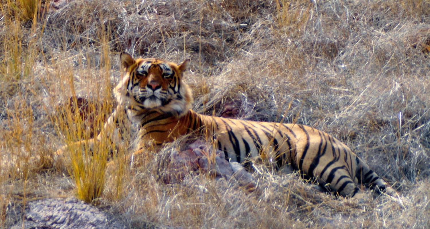 Triangle d'or et Sanctuaire de faune de Sariska - Panda Experiences